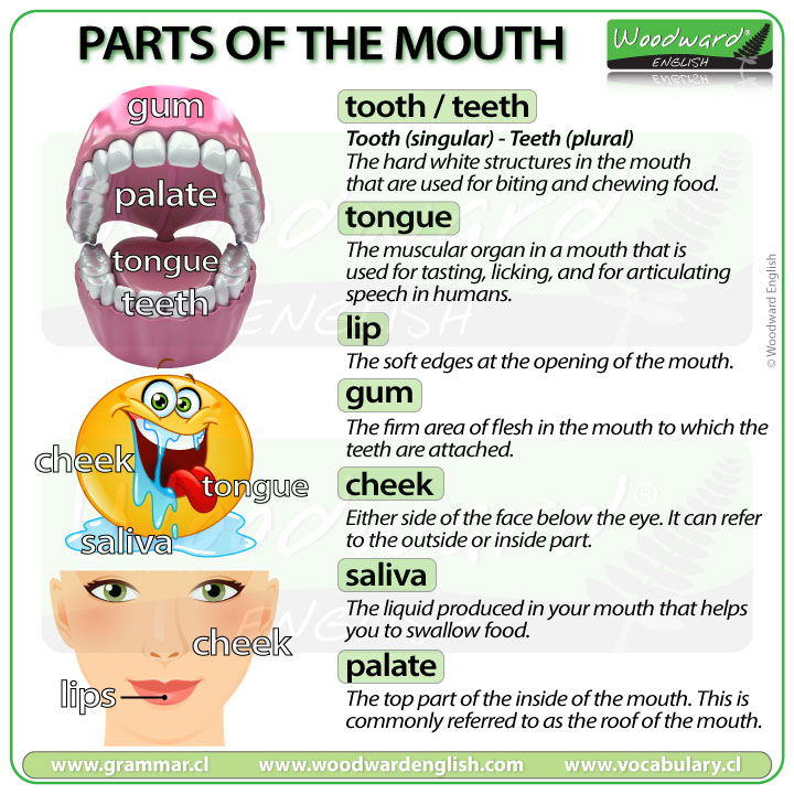 Parts of the mouth in English - Vocabulary
